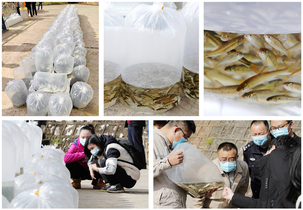 1635411953125609.jpg 鱼苗拼图1.jpg